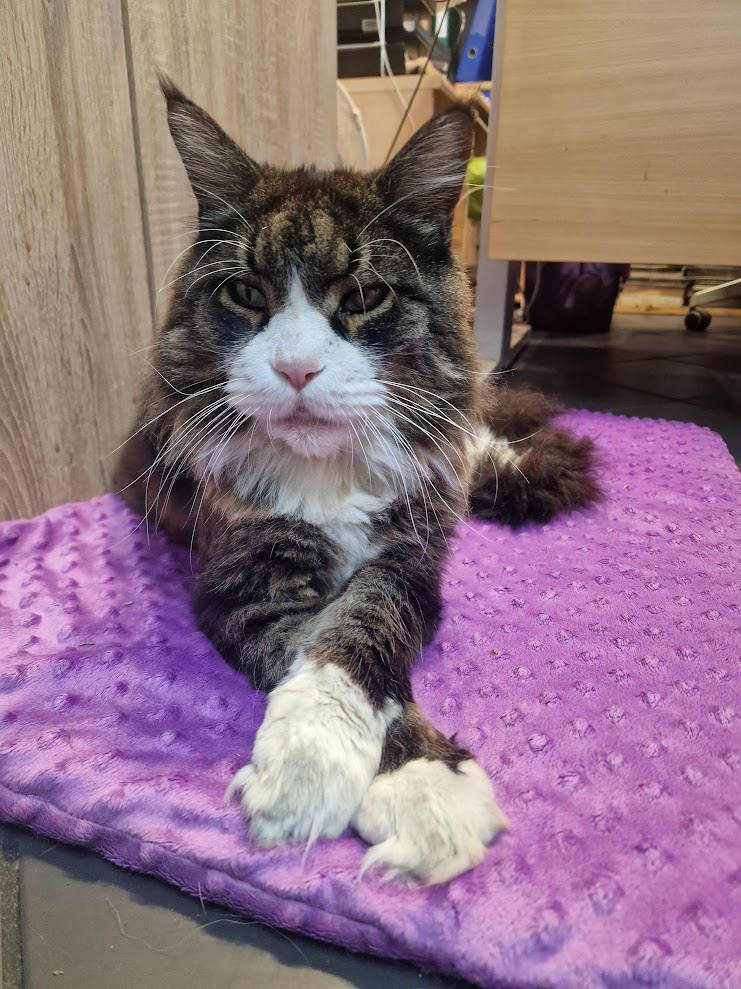 Hugo, maine coon: Złota Miska, 1000 misek