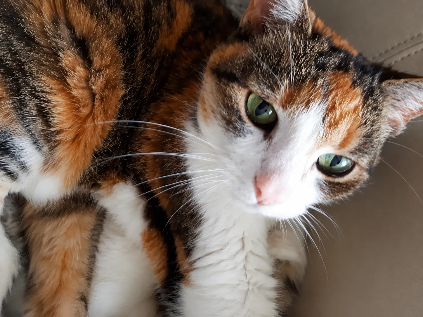 Kotka calico patrząca w obiektyw
