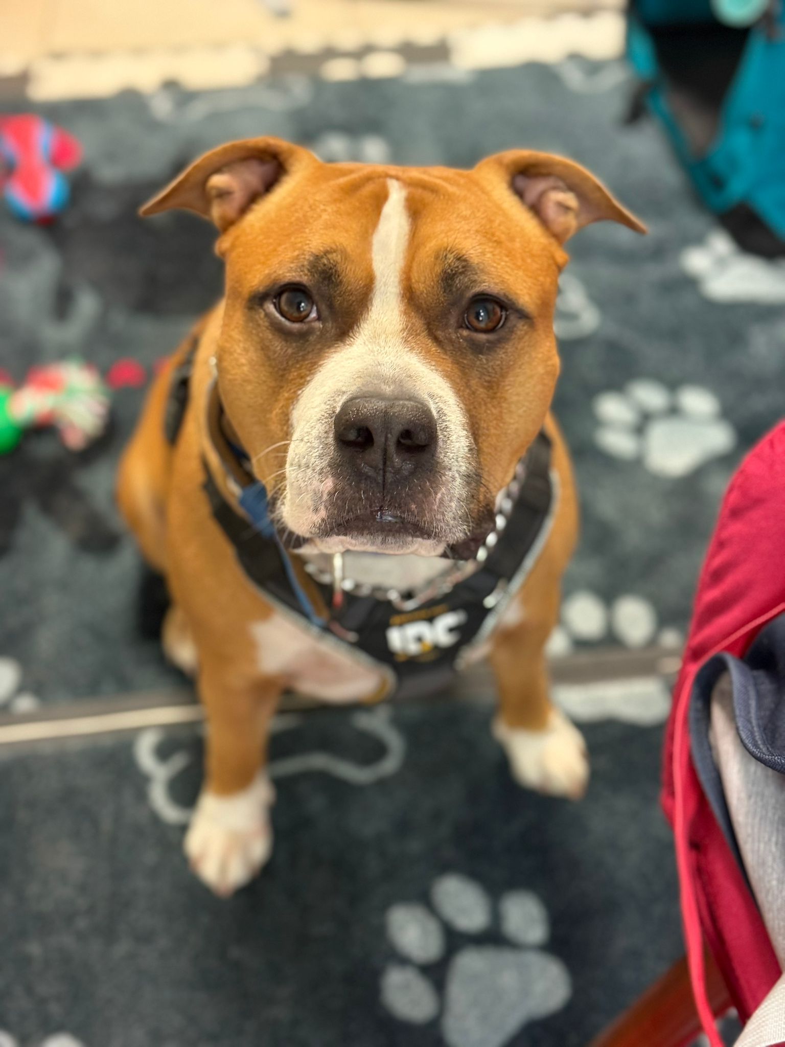 Amstaff w Psiedszkolu BARF Original, w tle zabawki