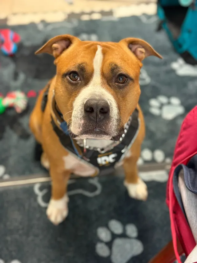 Amstaff w Psiedszkolu BARF Original, w tle zabawki