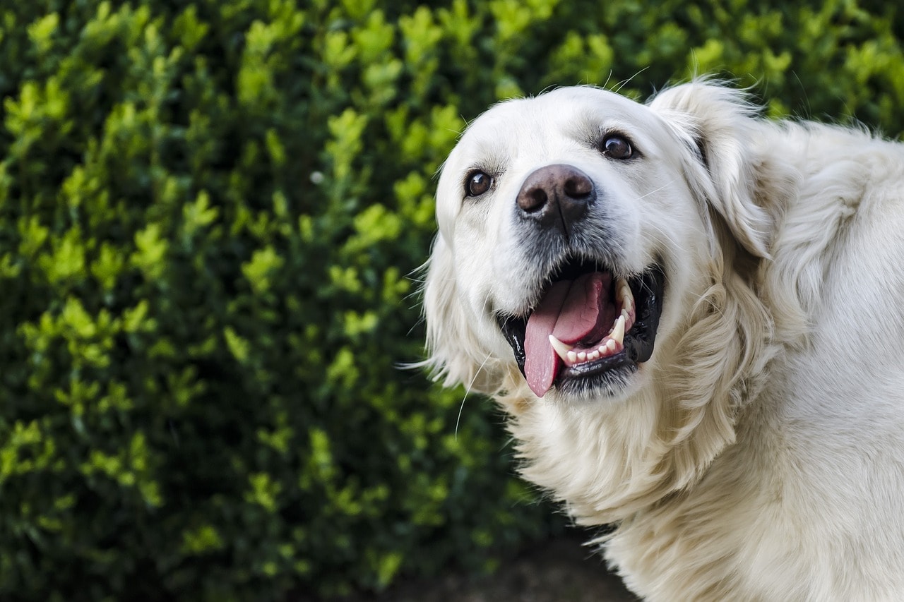 dog-2753369_1280