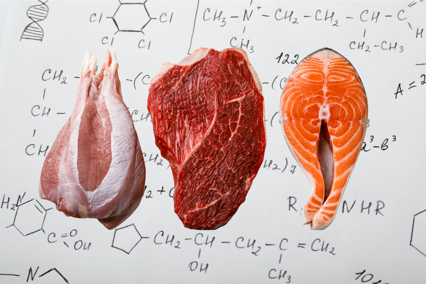 Białko i aminokwasy w diecie psa i kota z różnych źródeł mięsa i ryb